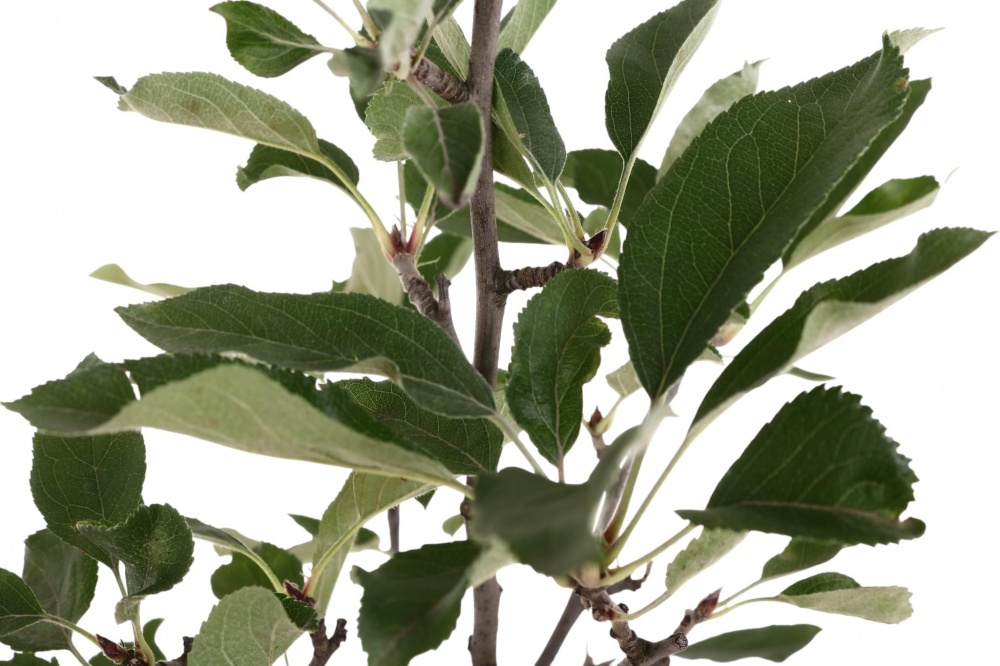 Саженец Яблоня в ассортименте 3 р (L.15)