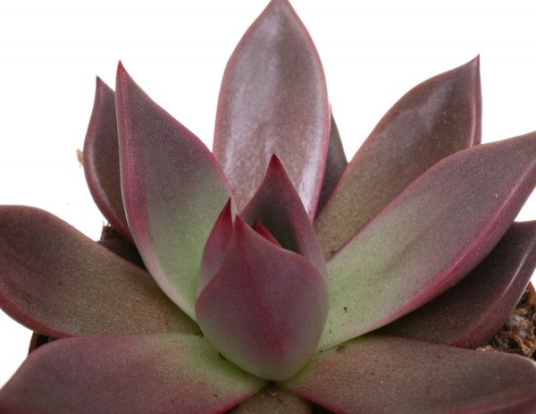 Рослина Ехеверія Таурус 9/10