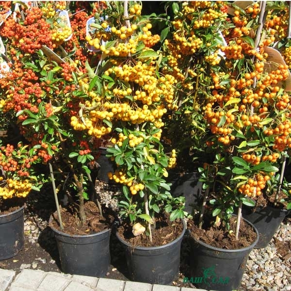 Растение Пироканта микс d17/h70