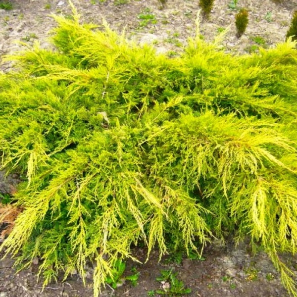 Растение Можжевельник средний Gold Star (V21-S23 30+ C7.5)