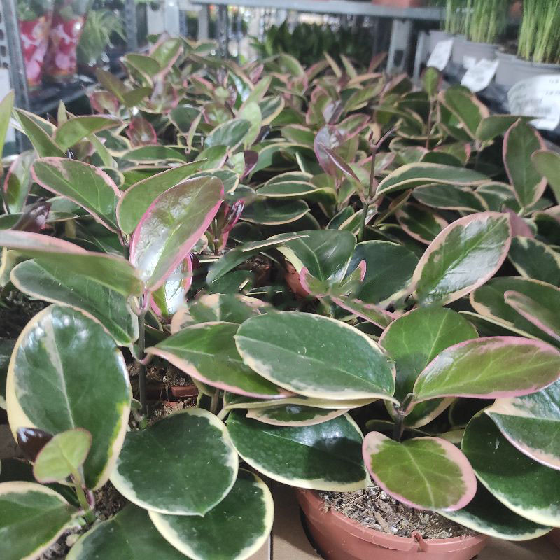 Растение Хойя 12x20 Australis Blondie