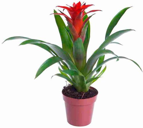 Растение Гузмания сантайм 12х55 см