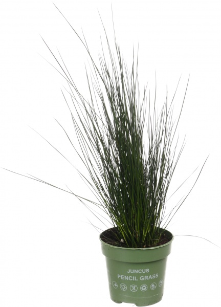 Рослина кімнатна Трава-спіраль 12/35