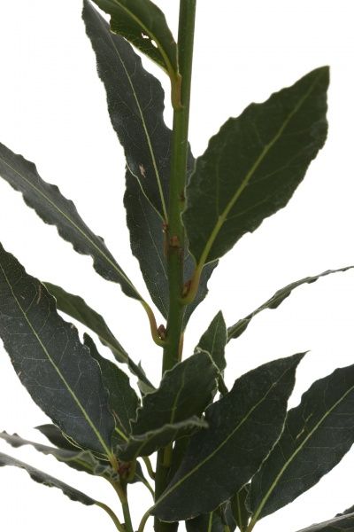 Растение комнатное Лавр 10х25 см