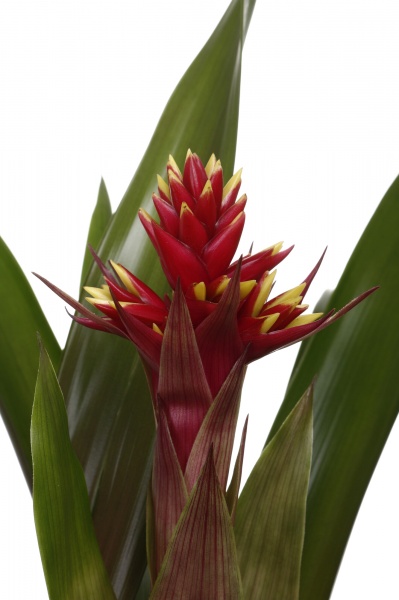 Растение комнатное Гузмания микс 12/40