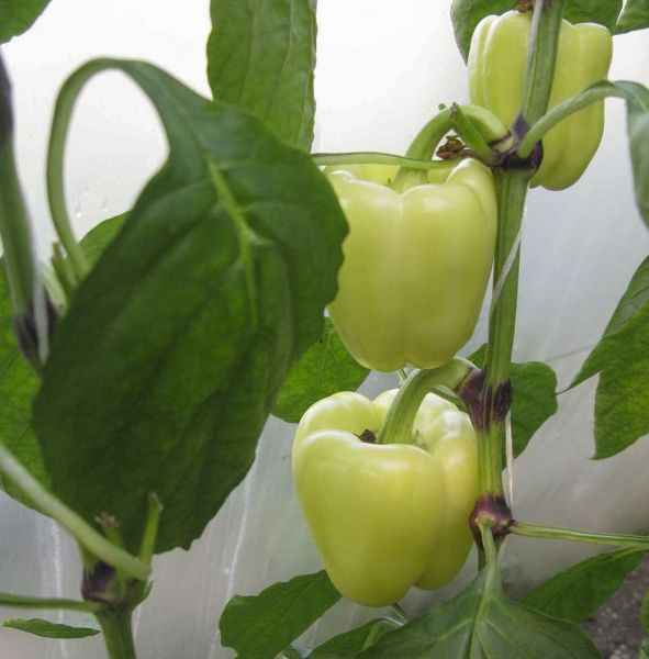 Насіння Професійне насіння перець Блонді F1 8 шт. (4823058207186)