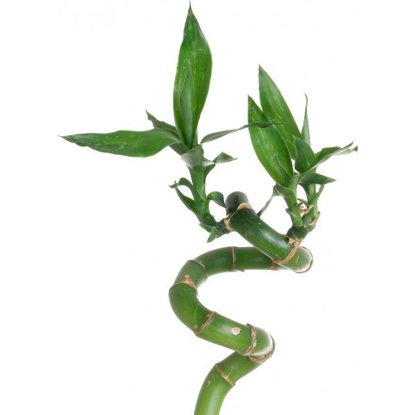 Рослина кімнатна Бамбук Спіраль 90 см