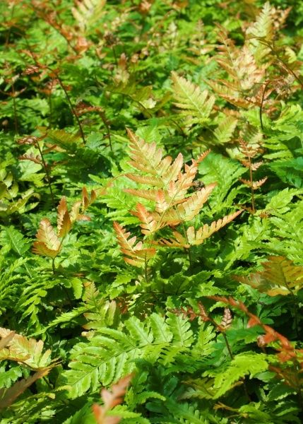 Растение декоративное Лотос К Щитовик красносорусовый (Dryopteris erythrosora)