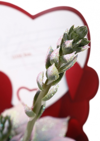 Растение комнатное Эхеверия мульти-цветная с картой лав d9/h10