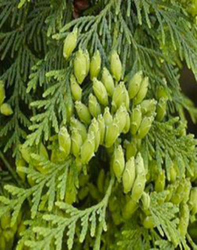 Растение Туя западная Columna (R21-F23 h100+WRB)