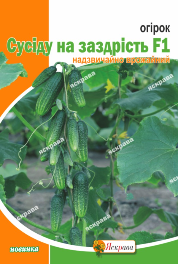 Семена Яскрава огурец Соседу на зависть