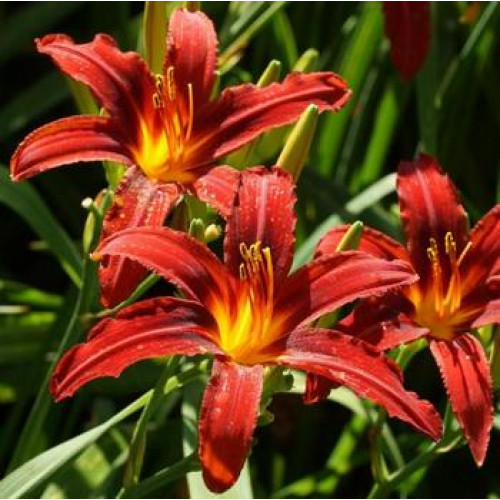 Корневище Яскрава Лилейник Sammy Russell 