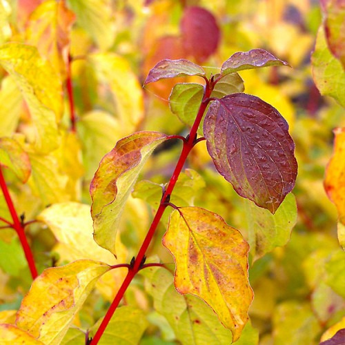 Растение Дерен красный Midwinter Fire (R21-F21 20-30 C3)