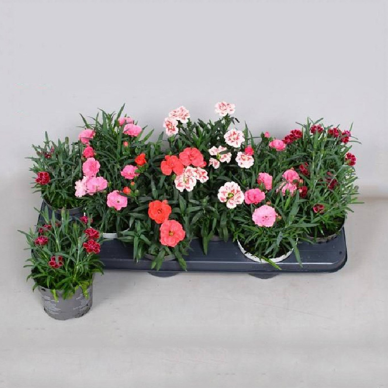 Растение Диантус (гвоздика) 10х15 микс