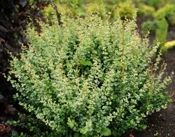 Растение Барбарис Тунберга Келлерис / Berberis Thunbergii Kelleriis C3 / H15-20