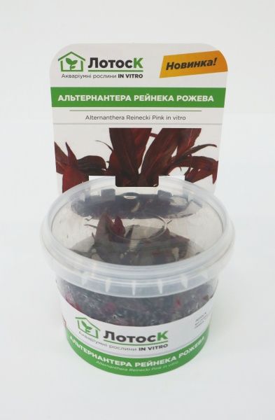 Рослина акваріумна Лотос Альтернантера рейнека Рожева (Alternanthera Reinecki Pink in vitro)