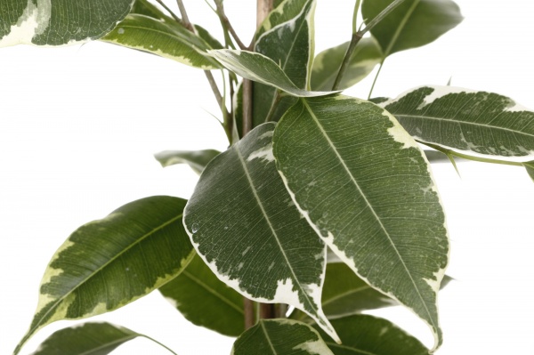 Растение комнатное Фикус Бенжамина микс 12х40 см