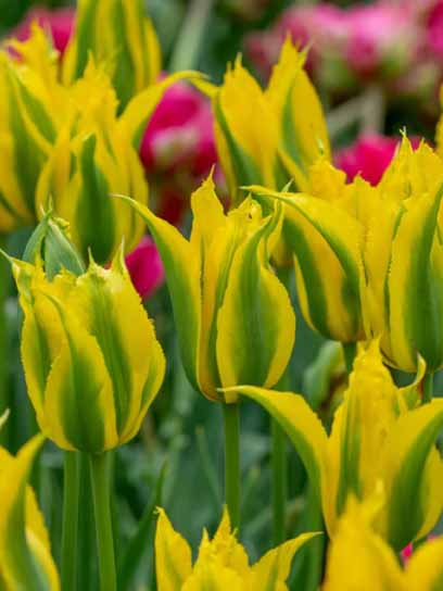 Луковица тюльпана лилиецветного Грин Майл 3 шт. 