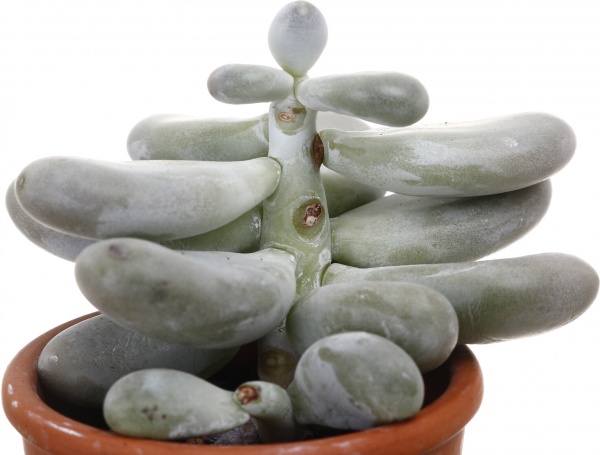 Рослина Пахіфітум d08/h15