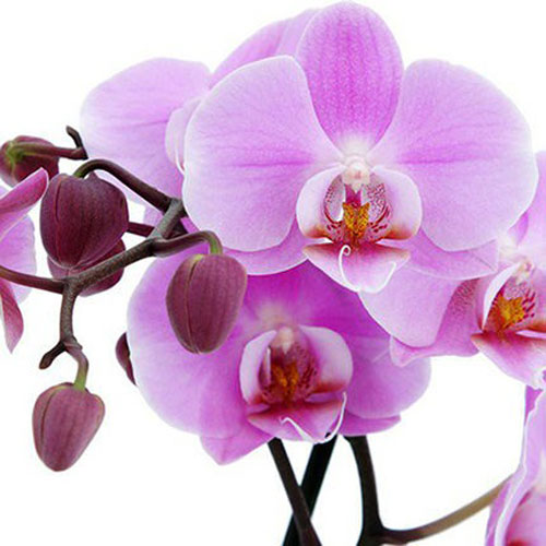 Рослина кімнатна Фаленопсис (орхідея) 12x75 1 стовбур мікс (Green Balanz)