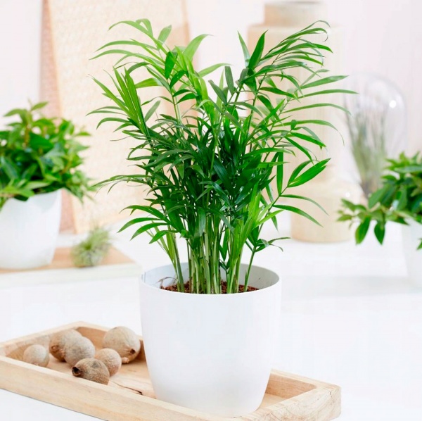 Растение Хамедорея Elegans 9x40 см