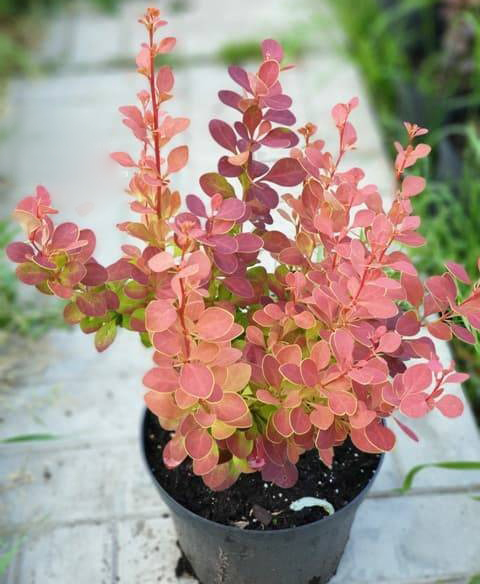 Растение Барбарис/ Berberis thunbergii Chikita С3, D 20-25