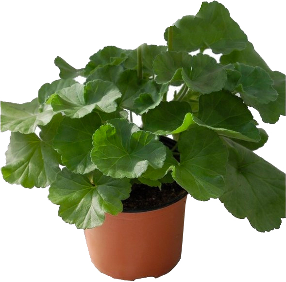 Рослина Герань темна Raven С3