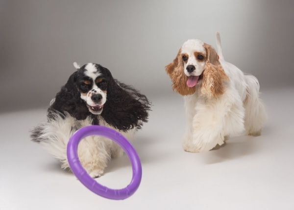 Снаряд тренувальний Puller Мini для собак 18 см