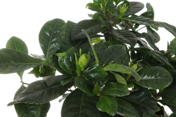 Растение Гардения jasminoides 13х25 см