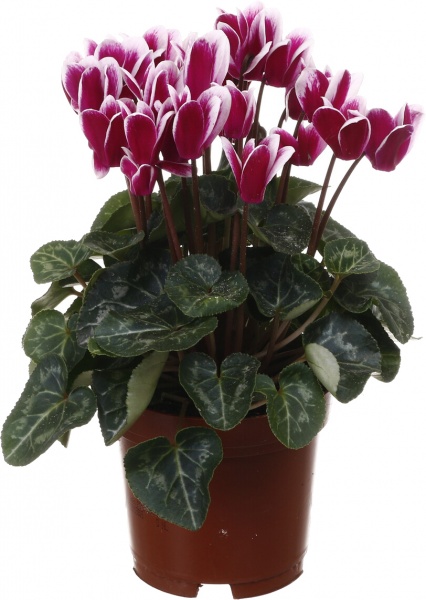 Растение комнатное Цикламен микс d10/h20