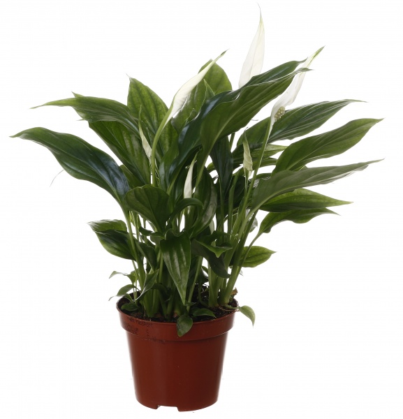 Растение комнатное Спатифиллум 9/30