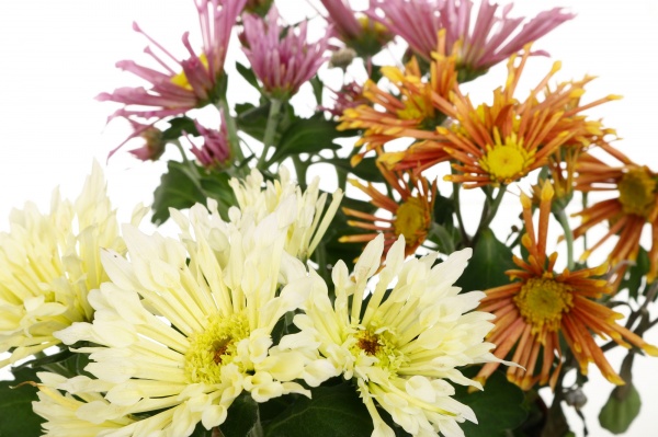 Растение Хризантема интенс микс в горшке d12/h20