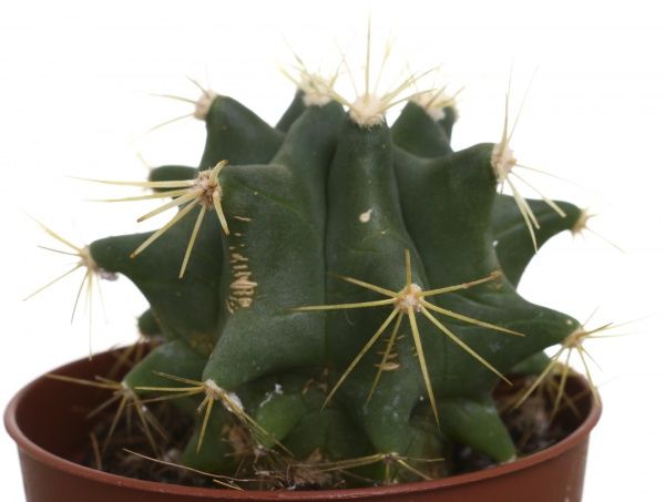 Рослина кімнатна Кактус мікс 8х10 см