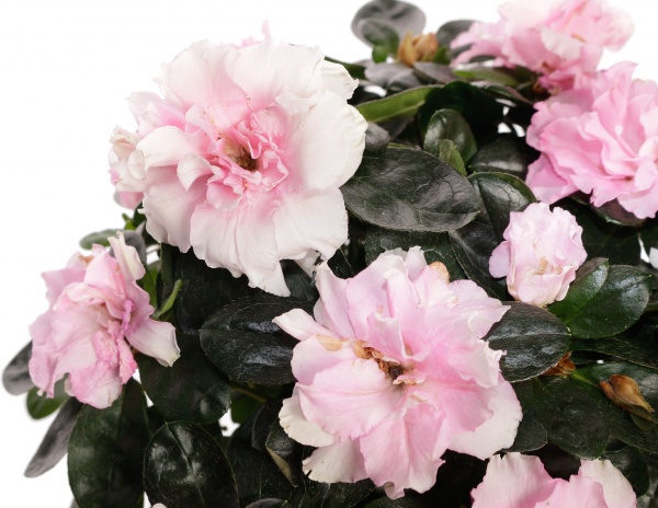 Рослина декоративна Азалія мікс 12/25