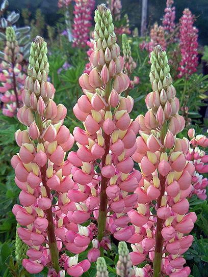 Корневище люпина Зе Шателейн 1 шт.