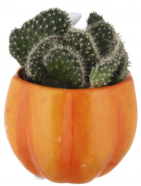 Растение Кактус в горшке хеллоуин 6/12