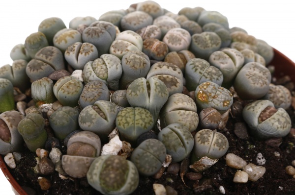 Рослина кімнатна Літопс 9х12 см