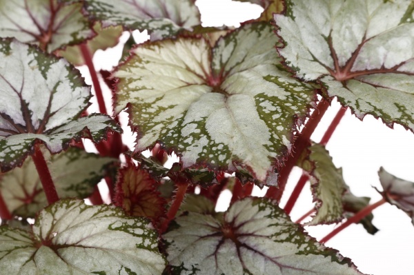 Рослина кімнатна Бегонія 12/25 Рекс