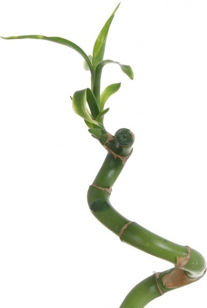 Растение Лаки бамбук спираль 6/30