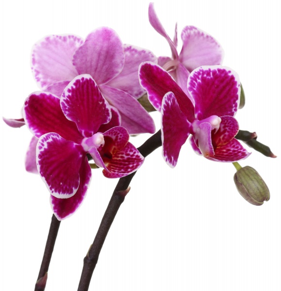 Рослина Фаленопсіс міні мікс 6/20