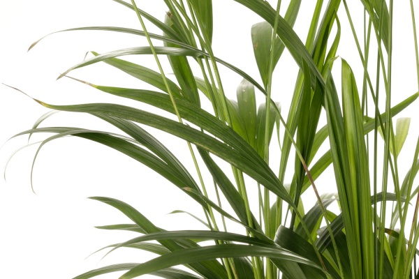 Растение комнатное Пальма Арека 17x65 см