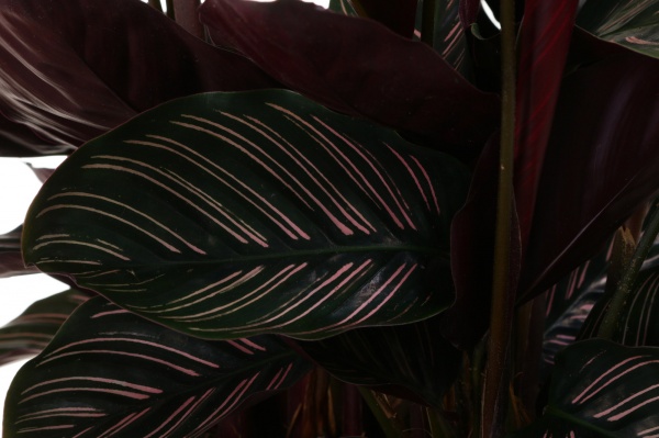 Растение Калатея Sanderiana d24 h90