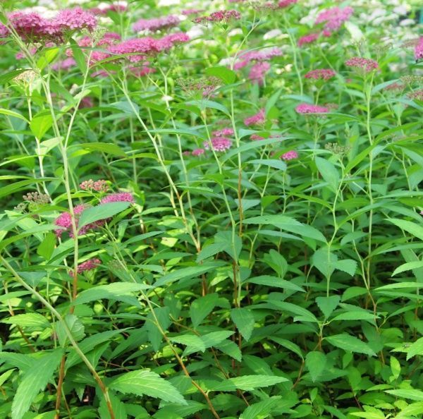 Саженец Спирея японская Anthony Waterer