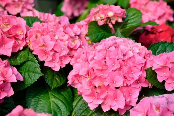 Растение Гортензия Macrophylla early rosa 5/6 14х40 см