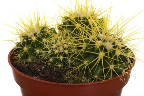 Растение комнатное Кактус эхиногрузон микс 8.5х10 см
