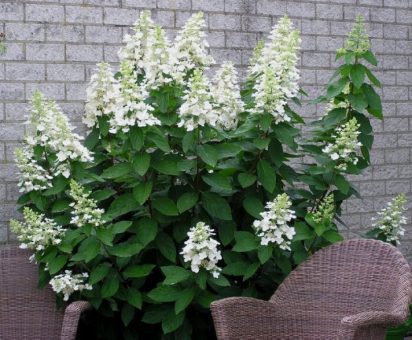 Растение Гортензия метельчатая Юник / Hydrangea pan. 'Unique' С2-3/Н80-100