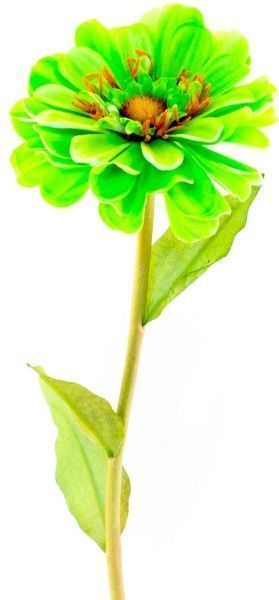 Растение декоративное Маргаритка 50 см зеленая Девилон