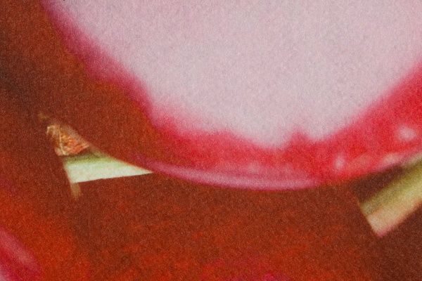 Коврик New Way Dolphin AT-008 0,45х0,75 м