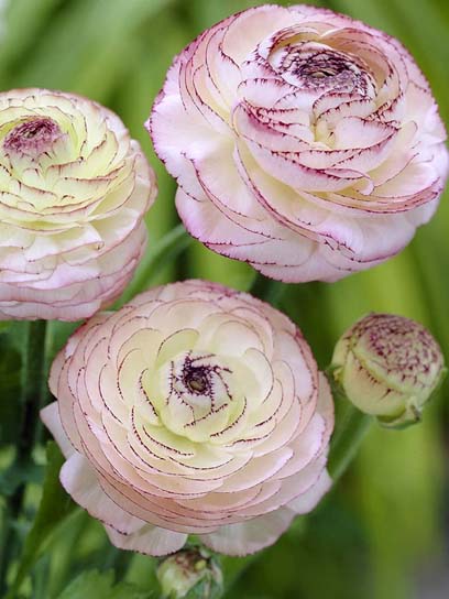 Корнеклубень лютика Пикоти розового 5 шт. 