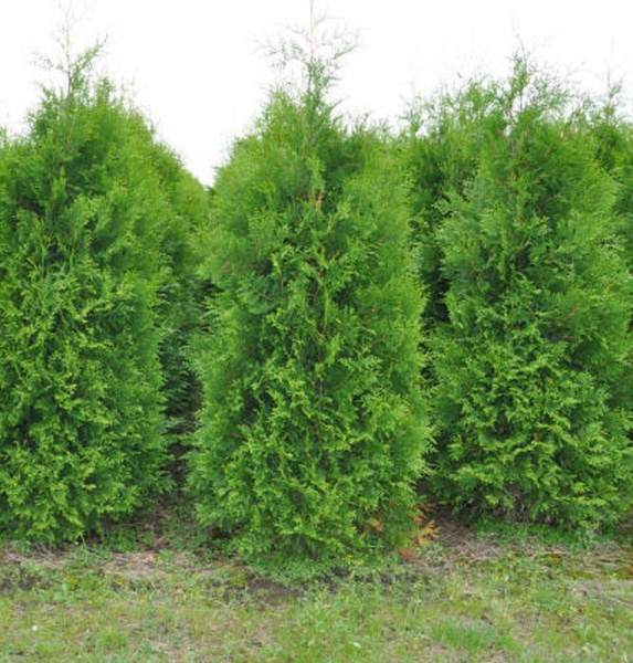 Растение Туя западная Brabant (V19-F23 120*50*50* WRB блок)